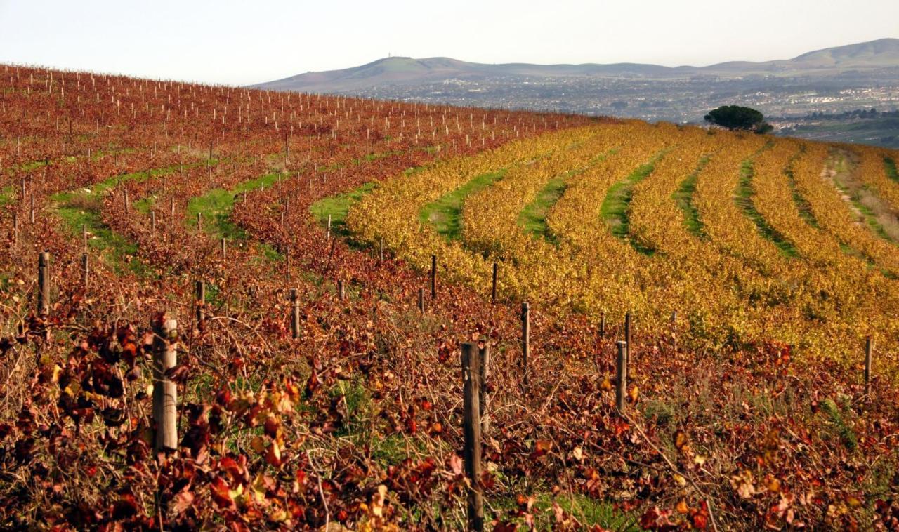 Mooiplaas Wine Estate Apartment Стеленбош Екстериор снимка