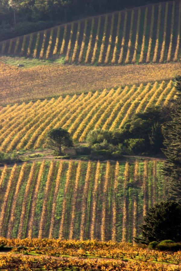 Mooiplaas Wine Estate Apartment Стеленбош Екстериор снимка